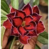 Ruby Star Adenium Plant