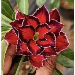 Ruby Star Adenium Plant