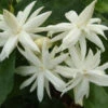 Jasminum Sambac Madan Mogra Plant