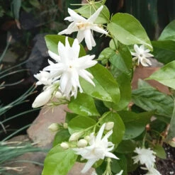 Jasminum Sambac Madan Mogra Plant -Plant Life Decor Shop Madanmogra 1