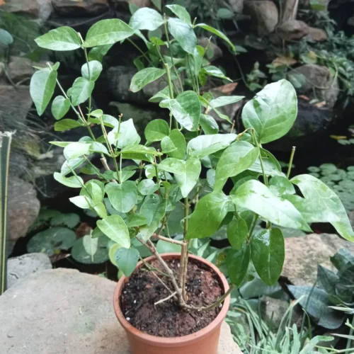Jasminum Sambac Madan Mogra Plant -Plant Life Decor Shop Madanmogra 3