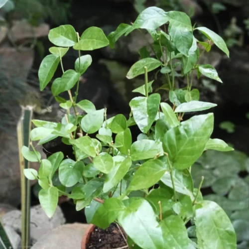 Jasminum Sambac Madan Mogra Plant -Plant Life Decor Shop Madanmogra 5