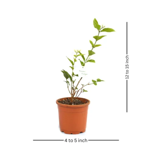Jasminum Sambac Madan Mogra Plant -Plant Life Decor Shop Madanmogra 6 b48ea77b 44e8 4bb8 8427 30770e5cc8ab