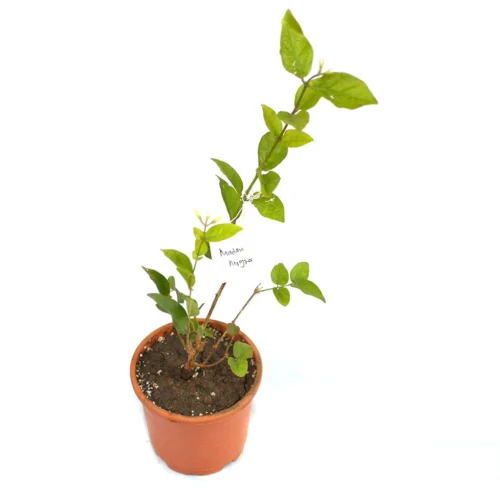 Jasminum Sambac Madan Mogra Plant -Plant Life Decor Shop Madanmogra 7