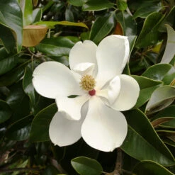 Magnolia Grandiflora Plant