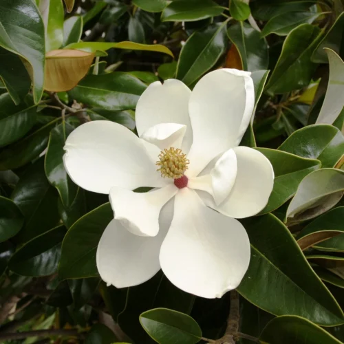 Magnolia Grandiflora Plant