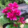 Bougainvillea Mahara Magic Red Plant