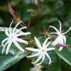 Jasminum Malabaricum Plant