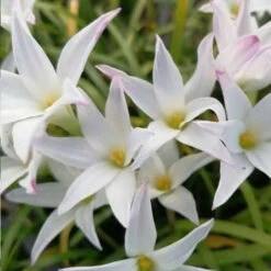 Rain Lily 'Mali' (Bulbs)