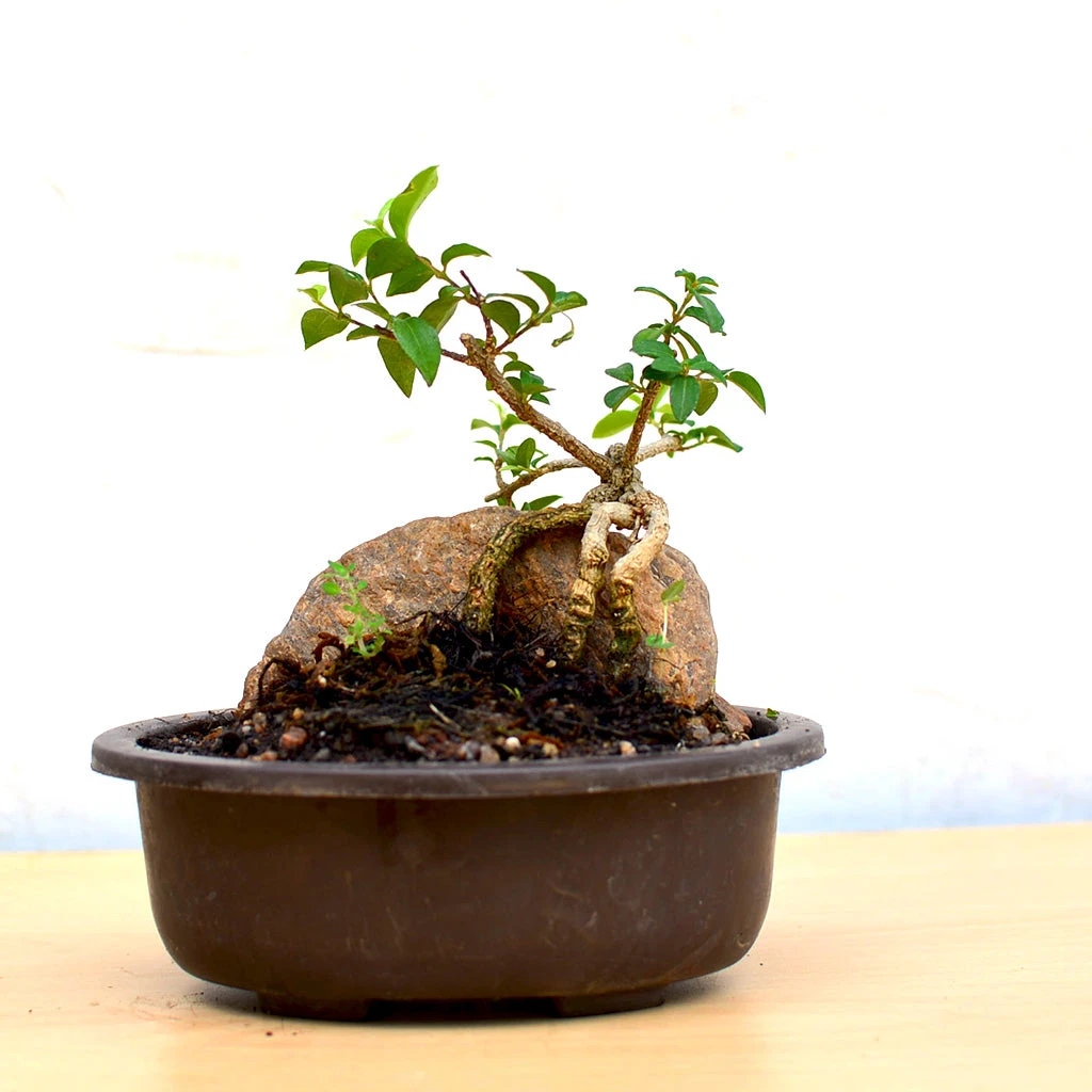 Bonsai Malphigia Mame With Rock Plant 1 Bonsai Malphigia Mame With Rock Plant