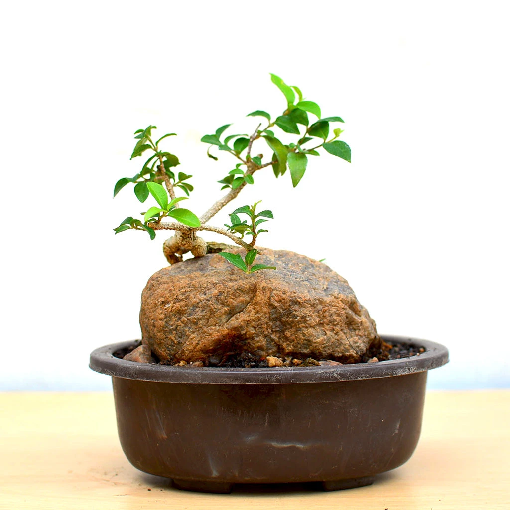 Bonsai Malphigia Mame With Rock Plant 2 Bonsai Malphigia Mame With Rock Plant - Image 2