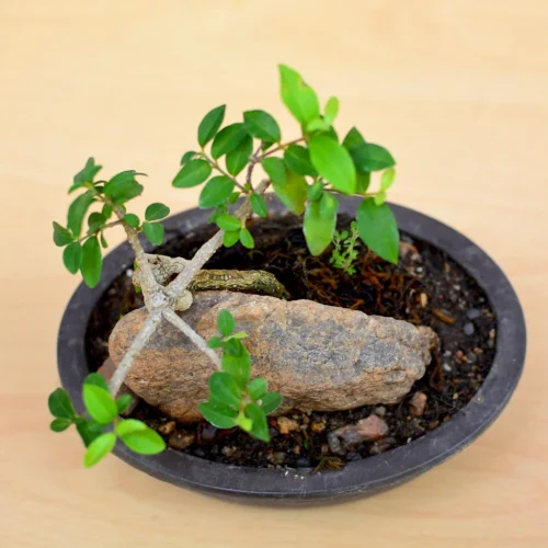 Bonsai Malphigia Mame With Rock Plant 5 Bonsai Malphigia Mame With Rock Plant -Plant Life Decor Shop Malphigia mame 3