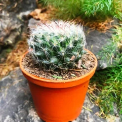 Titelseite -Plant Life Decor Shop Mammalaria Bocasana 1