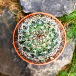 Mammillaria Bocasana Powder Puff Cactus Plant -Plant Life Decor Shop Mammalaria Bocasana 2