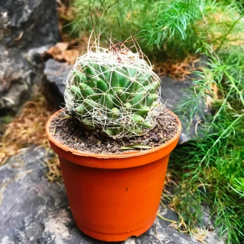 Mammillaria Camptotricha Birds Nest Cactus Plant 9 Mammillaria Camptotricha Birds Nest Cactus Plant -Plant Life Decor Shop Mammalaria Camptotricha 1