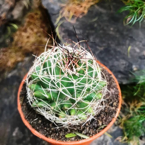 Mammillaria Camptotricha Birds Nest Cactus Plant 11 Mammillaria Camptotricha Birds Nest Cactus Plant -Plant Life Decor Shop Mammalaria Camptotricha 3
