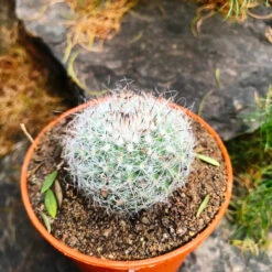 Mammillaria Hahniana Old Lady Cactus Plant -Plant Life Decor Shop Mammalaria Hahniana 3