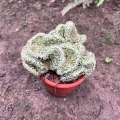 Mammillaria Elongata 'Cristata' Cactus Plant -Plant Life Decor Shop MammillariaElongataCristata 1