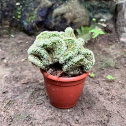 Mammillaria Elongata 'Cristata' Cactus Plant
