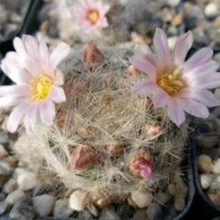 Mammillaria Glassii Ascensionis Cactus Plant