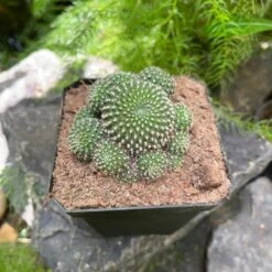Mammillaria Painteri Monstrous Cactus Plant