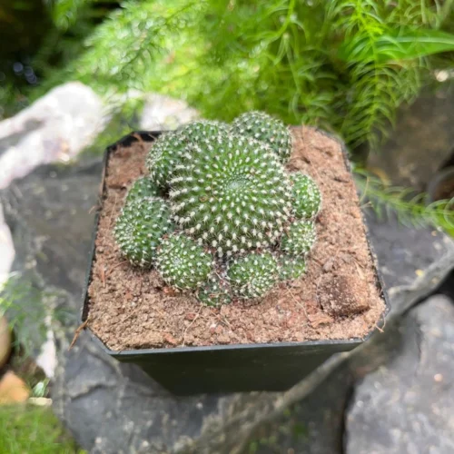 Mammillaria Painteri Monstrous Cactus Plant