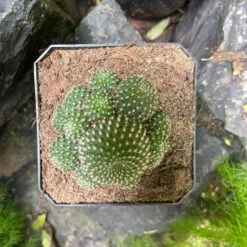 Mammillaria Painteri Monstrous Cactus Plant -Plant Life Decor Shop MammillariaPainteriMonstrous