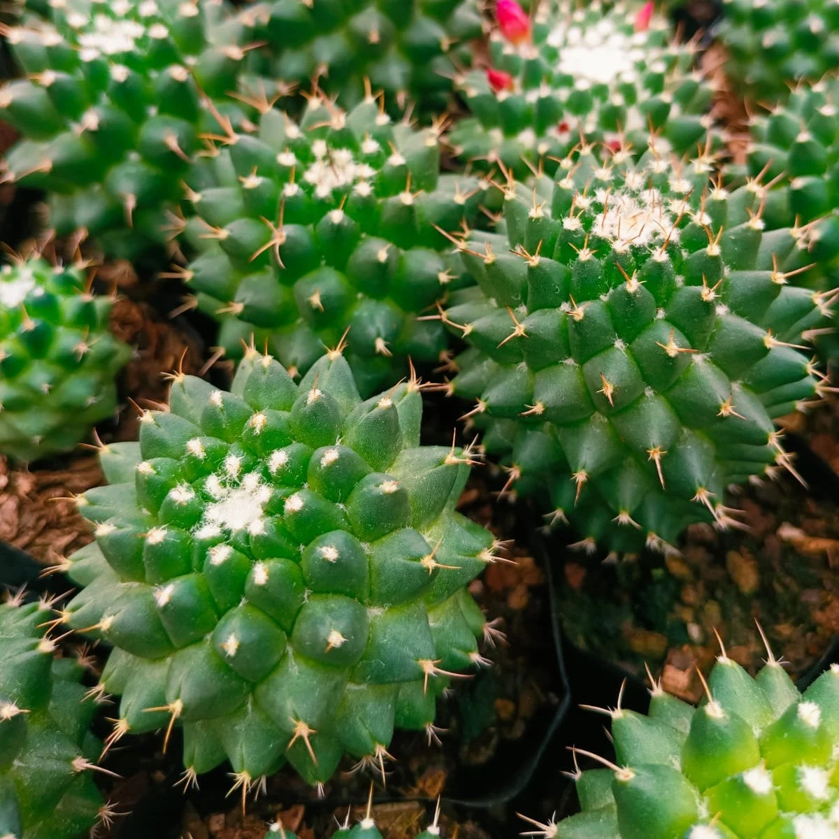 Mammillaria Polythele Toluca Cactus Plant 8 Mammillaria Polythele Toluca Cactus Plant - Image 8