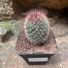 Mammillaria Spinosissima Rubra Red Headed Irishman Cactus Plant
