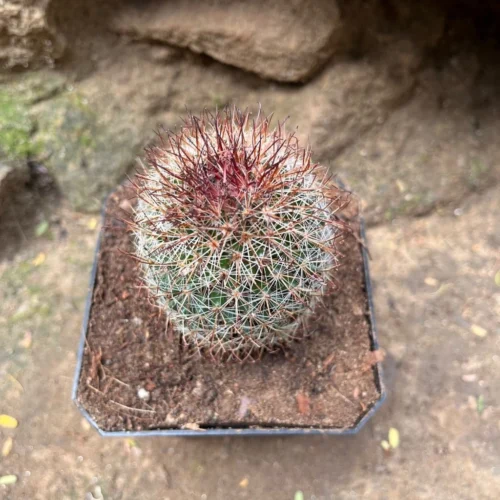Mammillaria Spinosissima Rubra Red Headed Irishman Cactus Plant -Plant Life Decor Shop MammillariaSpinosissimaRubrispina