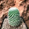 Mammillaria Voburnensis Cactus Plant