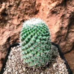 Mammillaria Voburnensis Cactus Plant