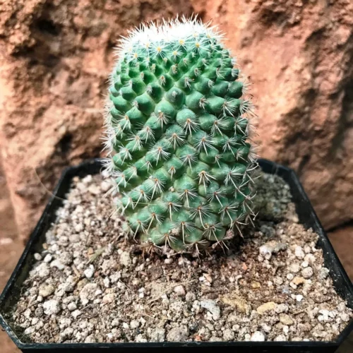 Mammillaria Voburnensis Cactus Plant -Plant Life Decor Shop MammillariaVoburnensissubsp.eichlamii 3