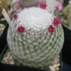 Mammillaria Albilanata Cactus Plant