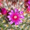 Mammillaria Bombycina Silken Pincushion Cactus Plant