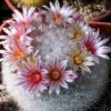 Mammillaria Candida Snowball Cactus Plant