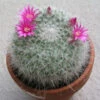 Mammillaria Hahniana Old Lady Cactus Plant