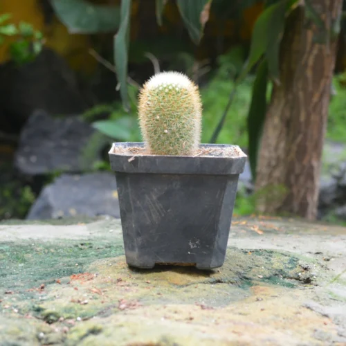 Mammillaria Matudae Thumb Cactus Plant