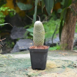 Mammillaria Perbella Cactus Plant
