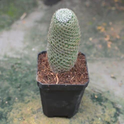 Mammillaria Perbella Cactus Plant 8 Mammillaria Perbella Cactus Plant -Plant Life Decor Shop Mammillaria Perbella 2