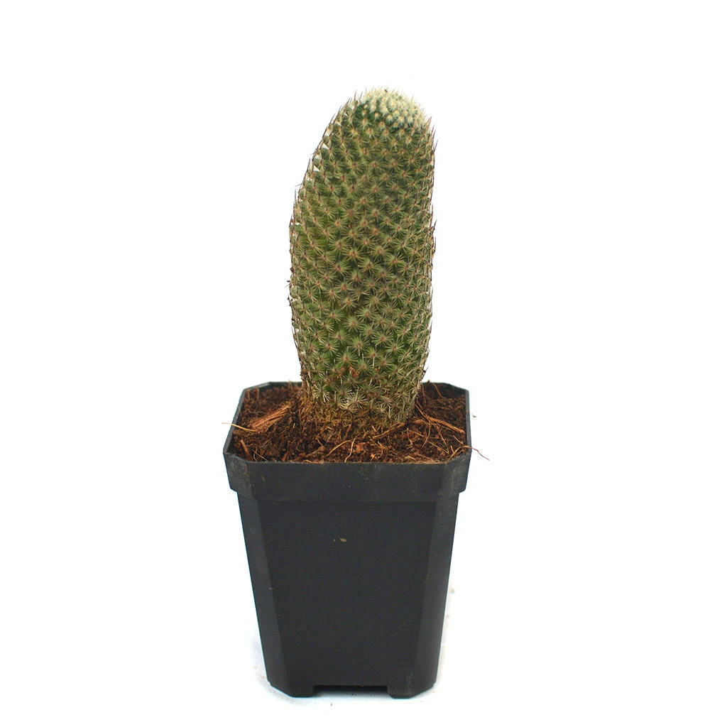 Mammillaria Perbella Cactus Plant 4 Mammillaria Perbella Cactus Plant - Image 4