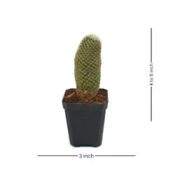 Mammillaria Perbella Cactus Plant 11 Mammillaria Perbella Cactus Plant -Plant Life Decor Shop Mammillaria Perbella 3 239937fd 77d8 42a7 9b72 dcbc583dd6a9