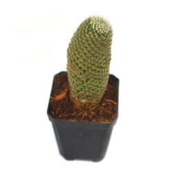 Mammillaria Perbella Cactus Plant 10 Mammillaria Perbella Cactus Plant -Plant Life Decor Shop Mammillaria Perbella 4