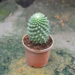 Mammillaria Polythele Toluca Cactus Plant