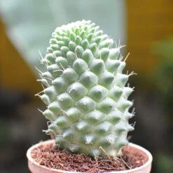 Mammillaria Polythele Toluca Cactus Plant 14 Mammillaria Polythele Toluca Cactus Plant -Plant Life Decor Shop Mammillaria Polythele 2