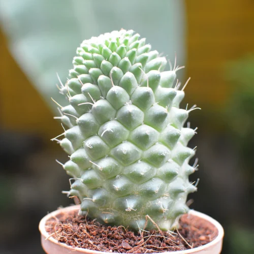 Mammillaria Polythele Toluca Cactus Plant 14 Mammillaria Polythele Toluca Cactus Plant -Plant Life Decor Shop Mammillaria Polythele 2