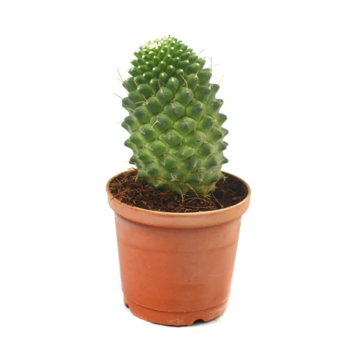 Mammillaria Polythele Toluca Cactus Plant 12 Mammillaria Polythele Toluca Cactus Plant -Plant Life Decor Shop Mammillaria Polythele 4