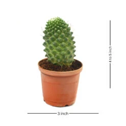 Mammillaria Polythele Toluca Cactus Plant 17 Mammillaria Polythele Toluca Cactus Plant -Plant Life Decor Shop Mammillaria Polythele 4 a13b17fd 6975 4b26 9351 a63ebbe639f4