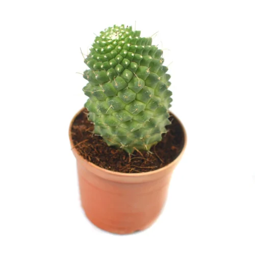 Mammillaria Polythele Toluca Cactus Plant 13 Mammillaria Polythele Toluca Cactus Plant -Plant Life Decor Shop Mammillaria Polythele 5