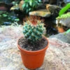 Mammillaria Rodantha Rainbow Pincushion Cactus Plant